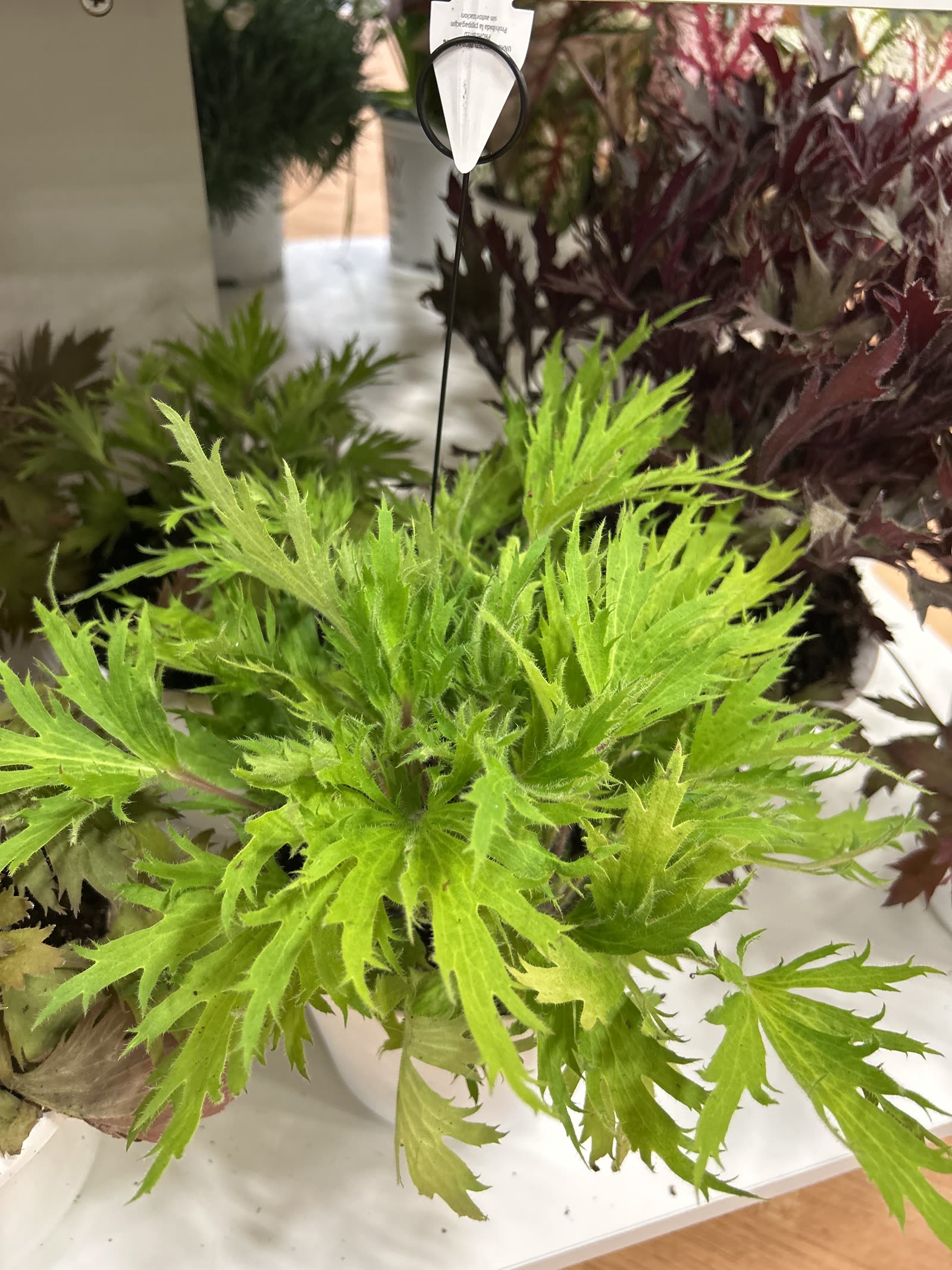 Heuchera Gets a Bold New Look: Meet Fyre Wing