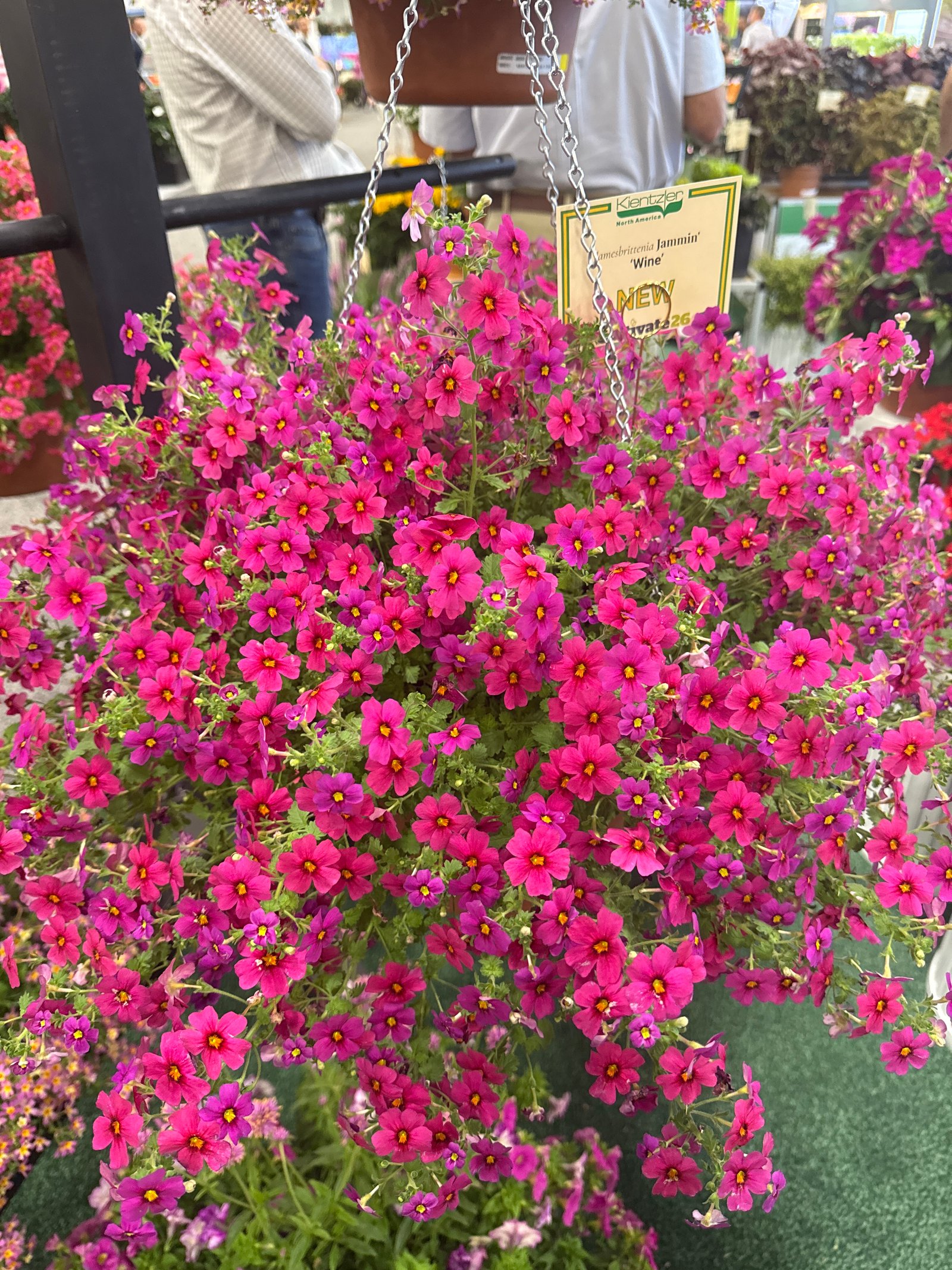 A New Favorite from Cultivate: Meet Jamesbrittenia