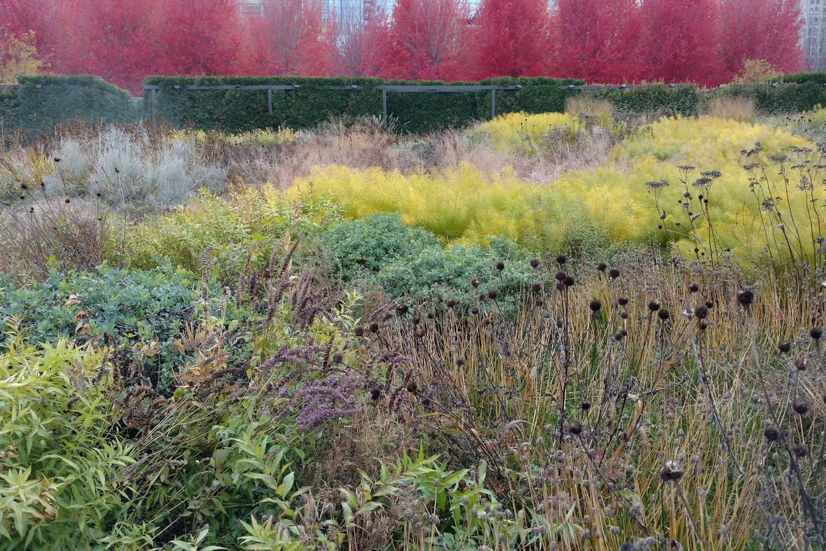 A naturalistic perennial garden in late fall with standing seed heads, grasses and golden foliage