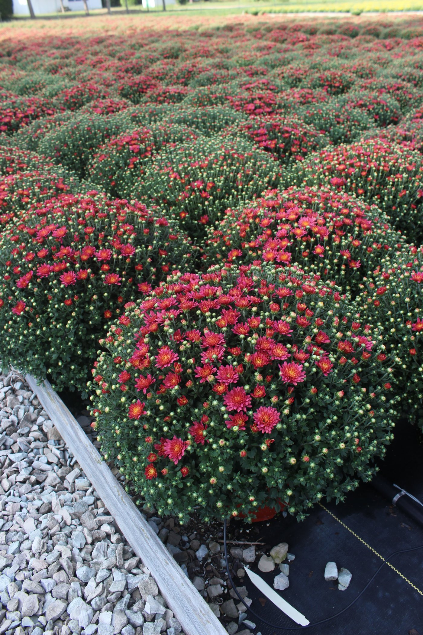 Are the Mums We Grow Actually Perennials?