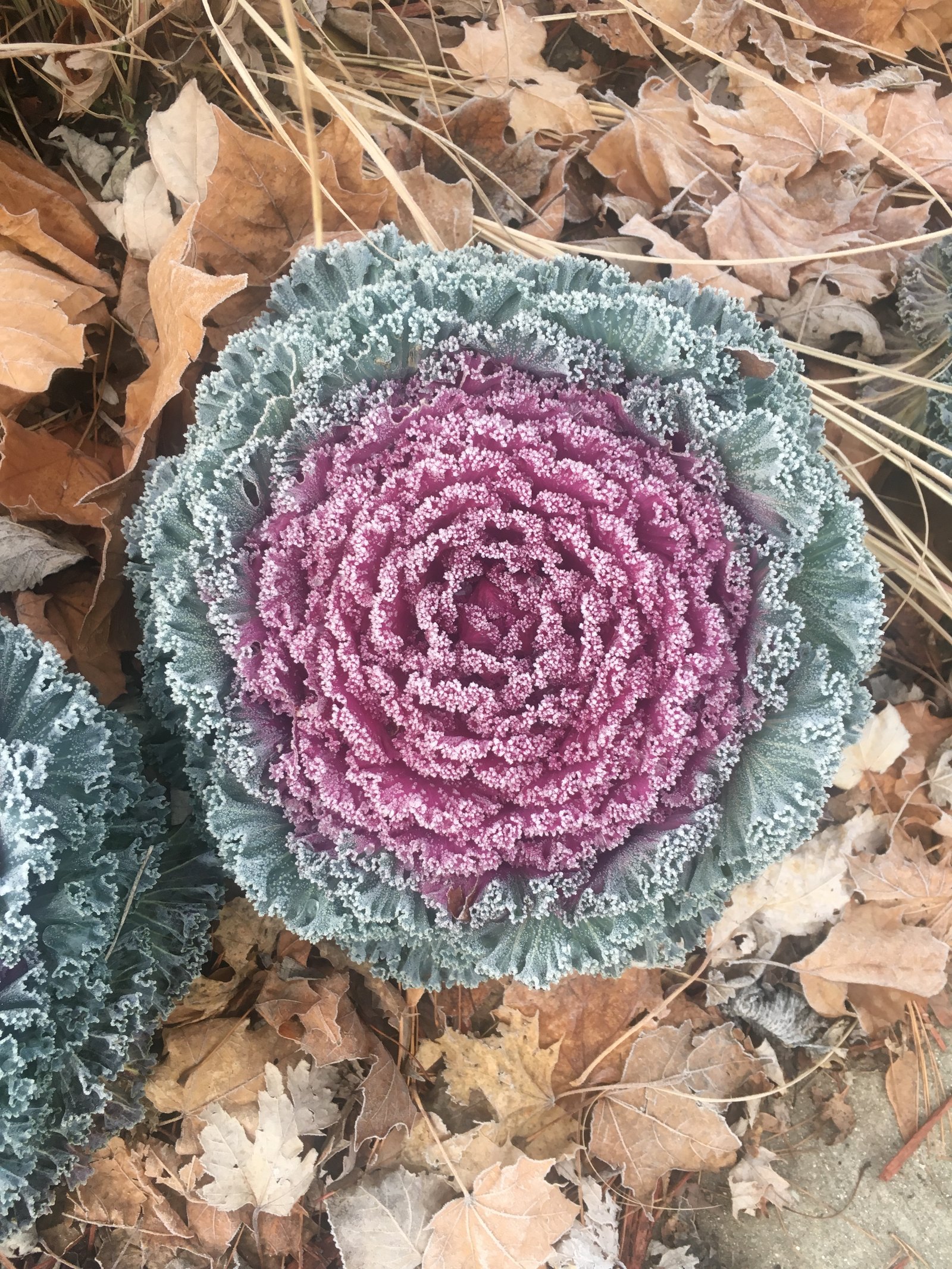 Don't Change Seasons All at Once: The Easiest Way to Ease a Garden Into Fall