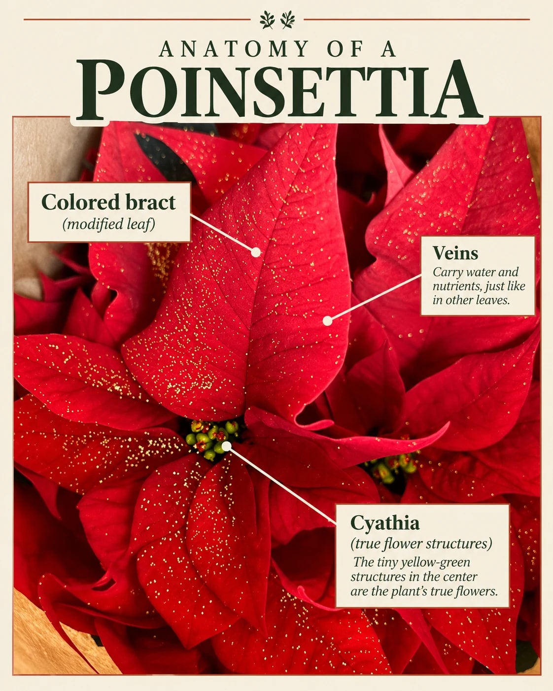 A red poinsettia with labels for the colored bract, its veins, and the cyathia at the center