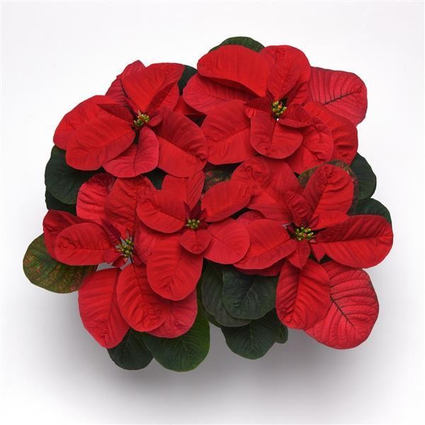 Christmas Mouse poinsettia with rounded red bracts shaped like mouse ears