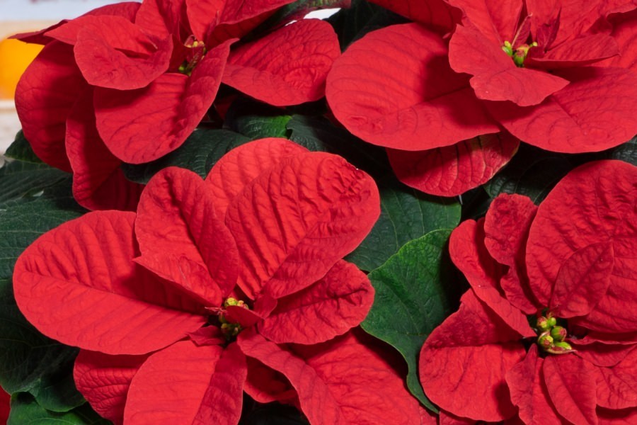 Christmas Mouse poinsettia with rounded red bracts shaped like mouse ears