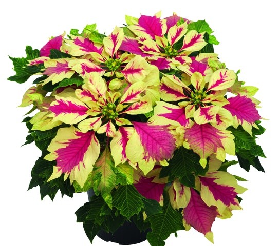 Papagena poinsettia with bracts brushed in irregular patches of white and pink