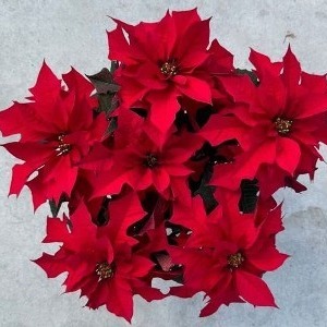 Red Ribbons poinsettia with deeply lobed, oak-leaf-shaped red bracts