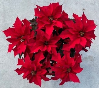 Red Ribbons poinsettia with deeply lobed, oak-leaf-shaped red bracts