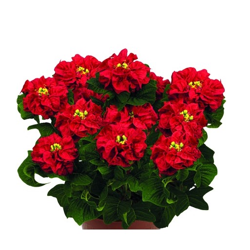 Roccostar Red poinsettia with tightly arranged, sculptural rose-like red bracts