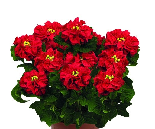 Roccostar Red poinsettia with tightly arranged, sculptural rose-like red bracts