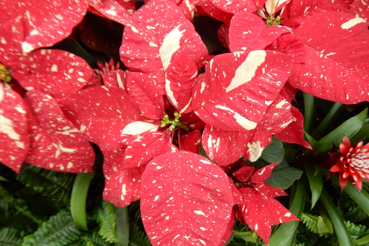 Superba New Glitter poinsettia with red bracts flecked and splashed with creamy white