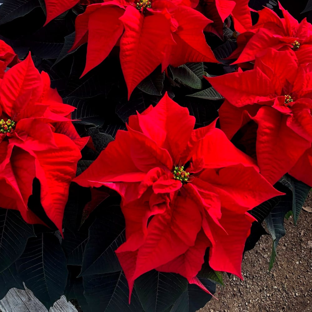 Red poinsettias seen from above with pointed bracts radiating in a star around small yellow-green true flowers