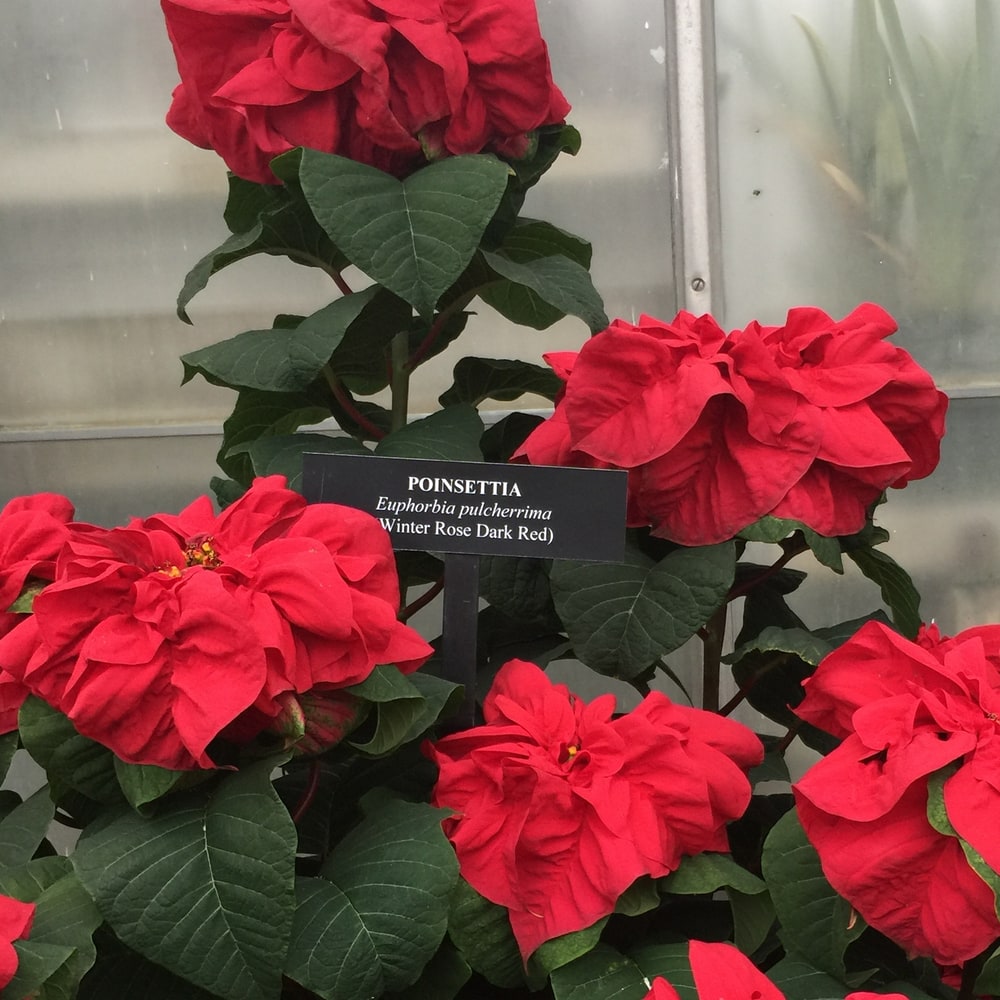 Winter Rose Dark Red poinsettias at Longwood Gardens with red bracts curled inward like rose blossoms, beside a variety label