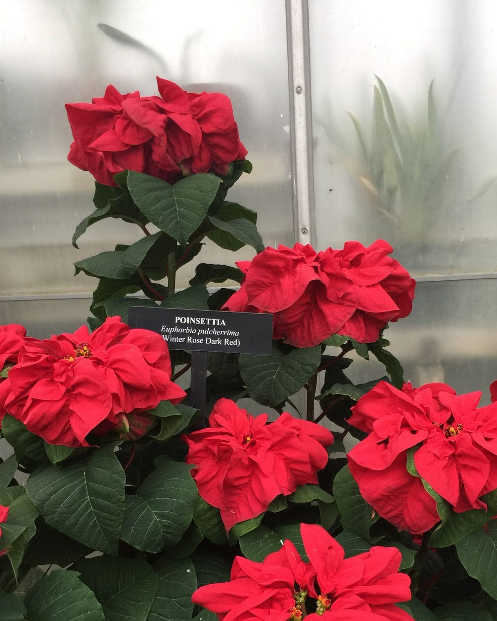 Winter Rose Dark Red poinsettias at Longwood Gardens with red bracts curled inward like rose blossoms, beside a variety label