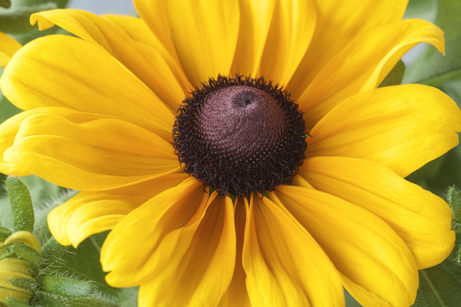 How to Control Aphids on Black-Eyed Susans (Rudbeckia)