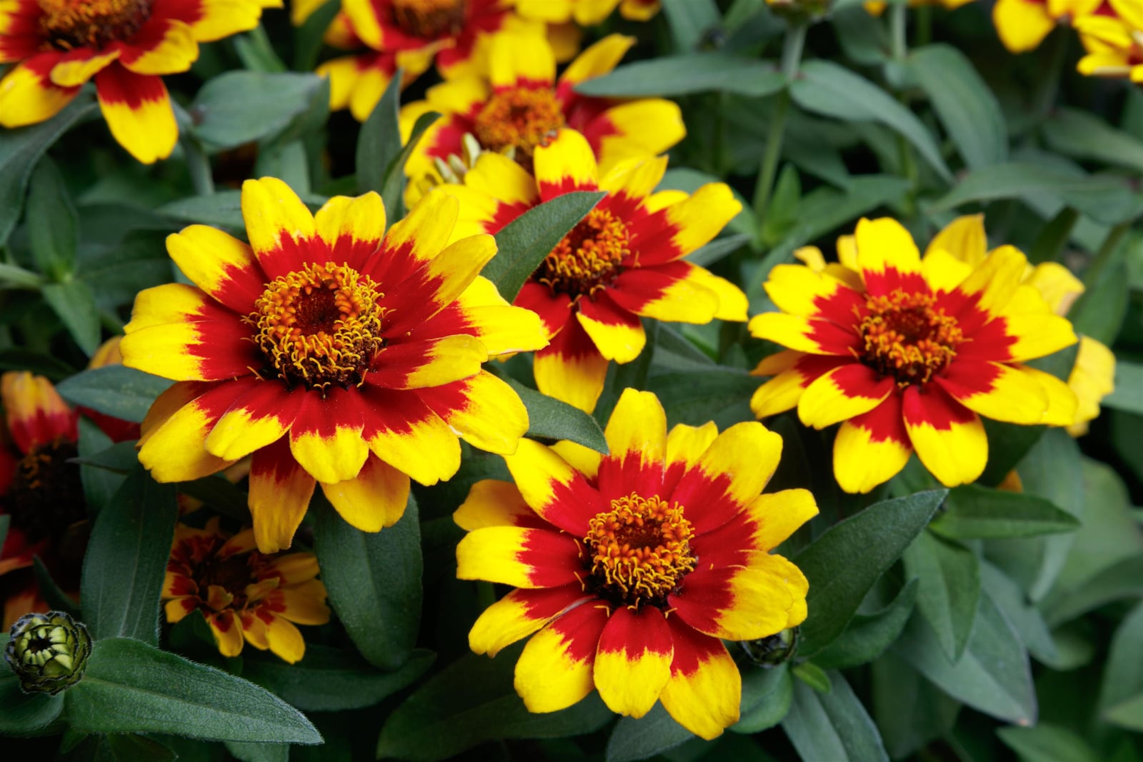 Zinnia Profusion Red Yellow Bicolor flowers