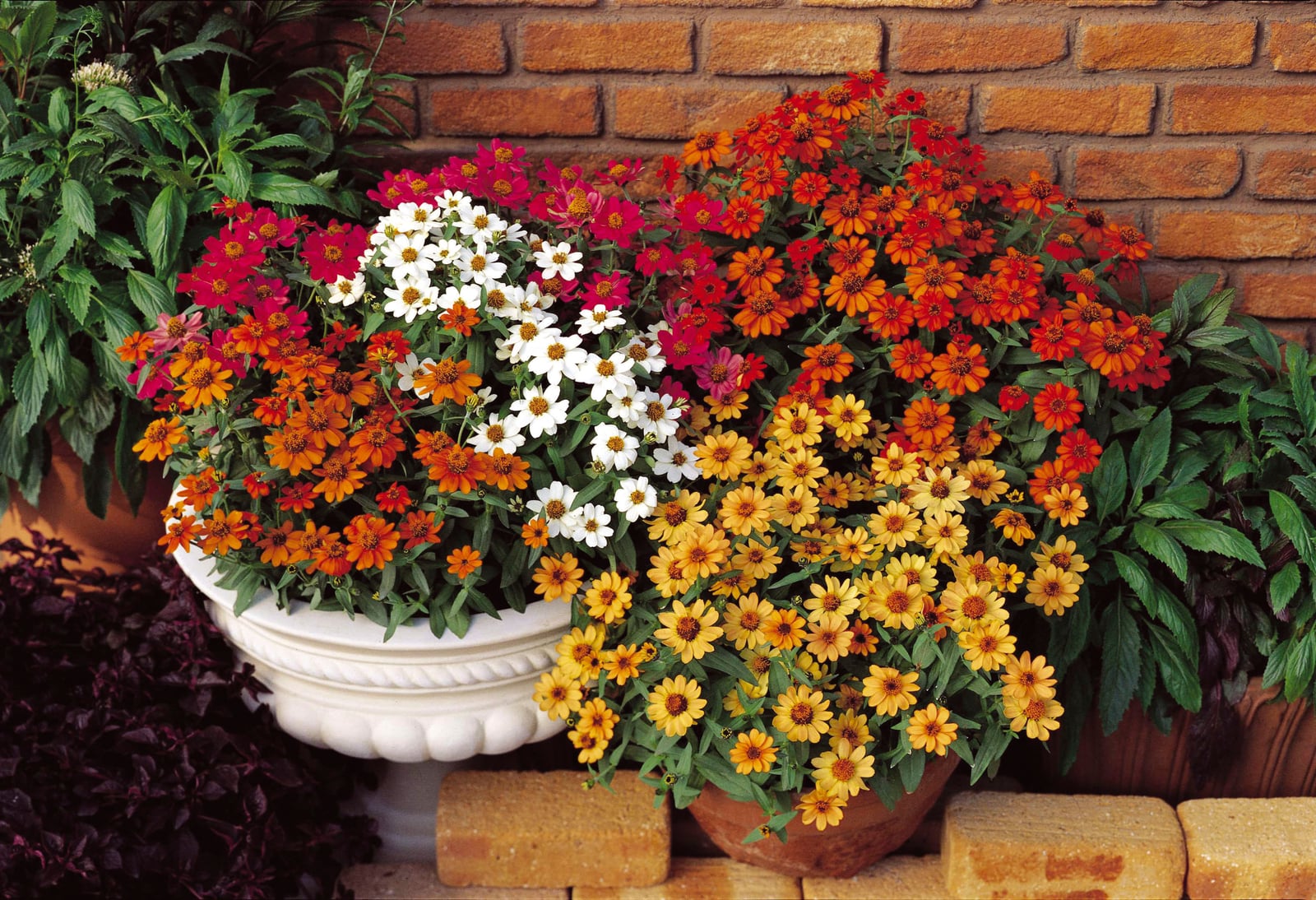 Zinnia Profusion mix planted in a stone urn against a brick wall