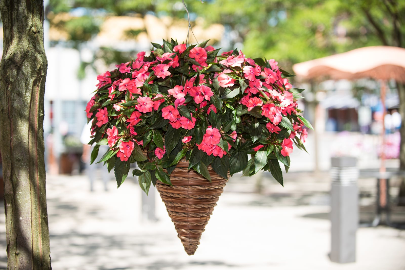 SunPatiens Vigorous Shell Pink in a hanging basket in full sun