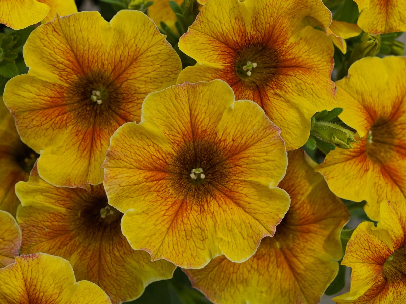 Petchoa SuperCal Premium Caramel Yellow flowers