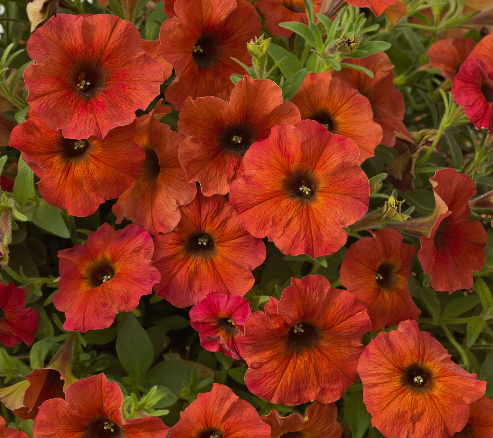 Petchoa SuperCal Premium Cinnamon flowers