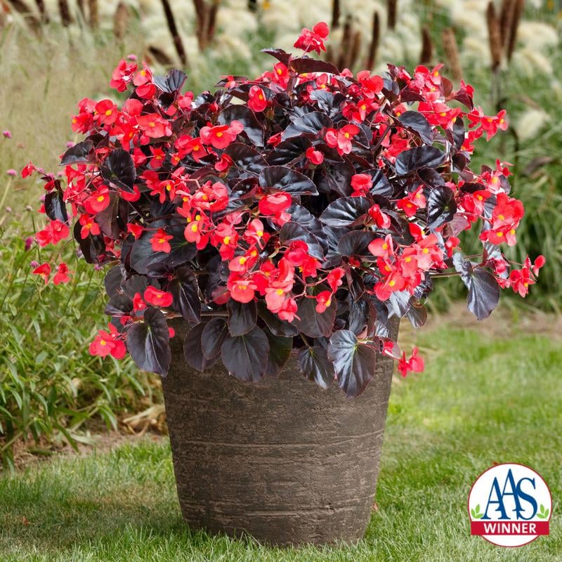 Begonia Viking XL Red on Chocolate in a large container