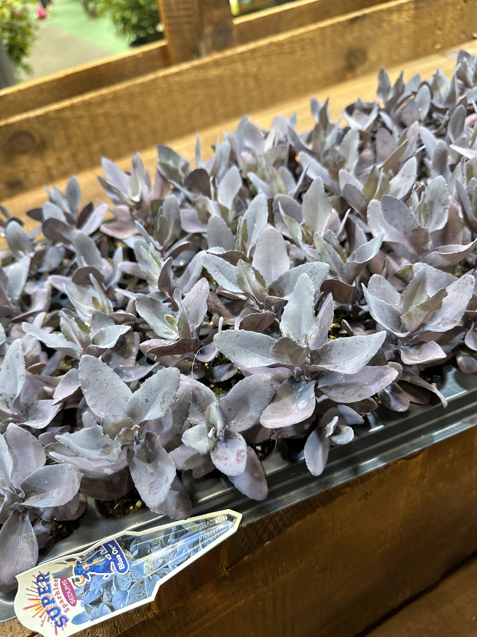 Sedum Sun Sparkler Blue Ox trays at Cultivate 26