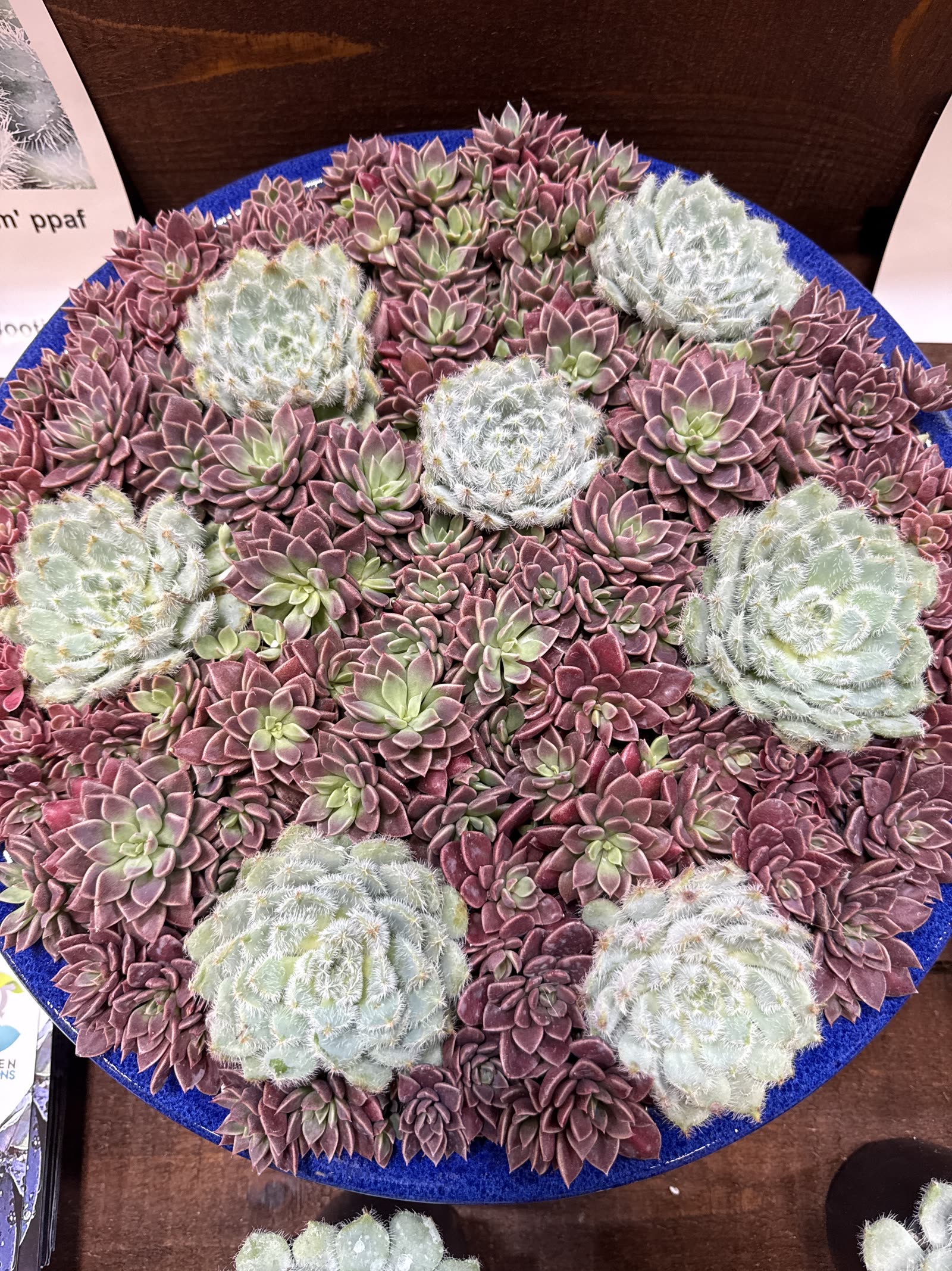 Newly introduced Sinocrassula at Cultivate 26
