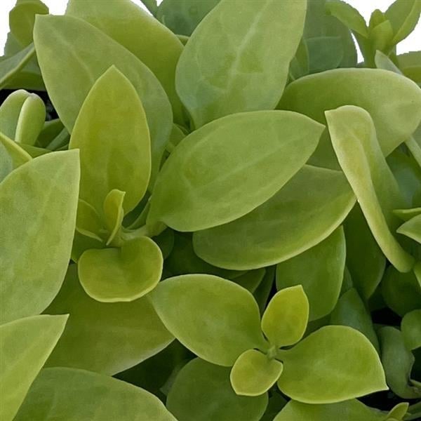 Aptenia Golden Cascade with chartreuse succulent leaves