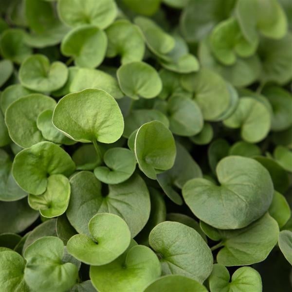 Dichondra Green Surfer with round green leaves