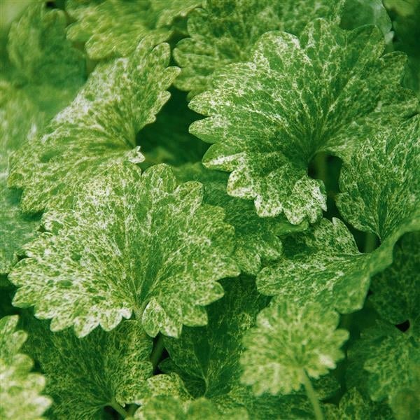 Glechoma Dappled Light with speckled cream variegation on rounded leaves