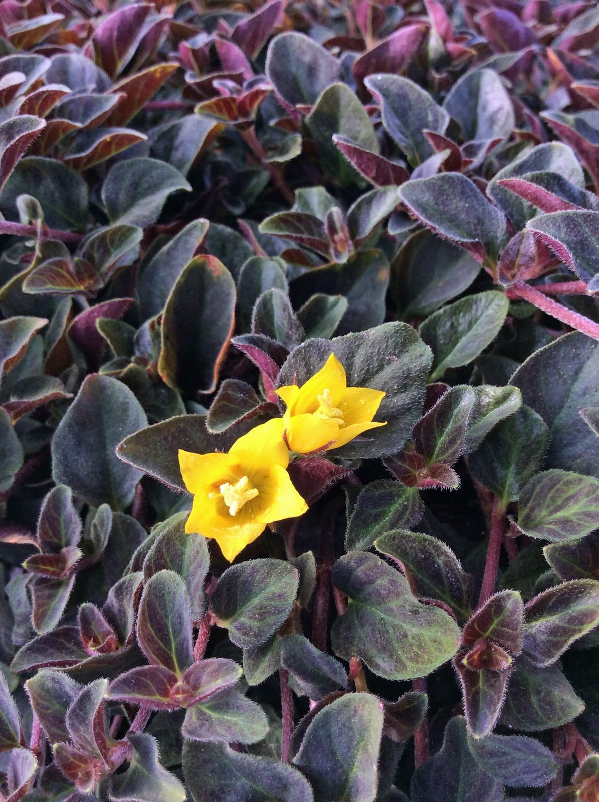 Lysimachia Midnight Sun with dark plum foliage and small yellow flowers