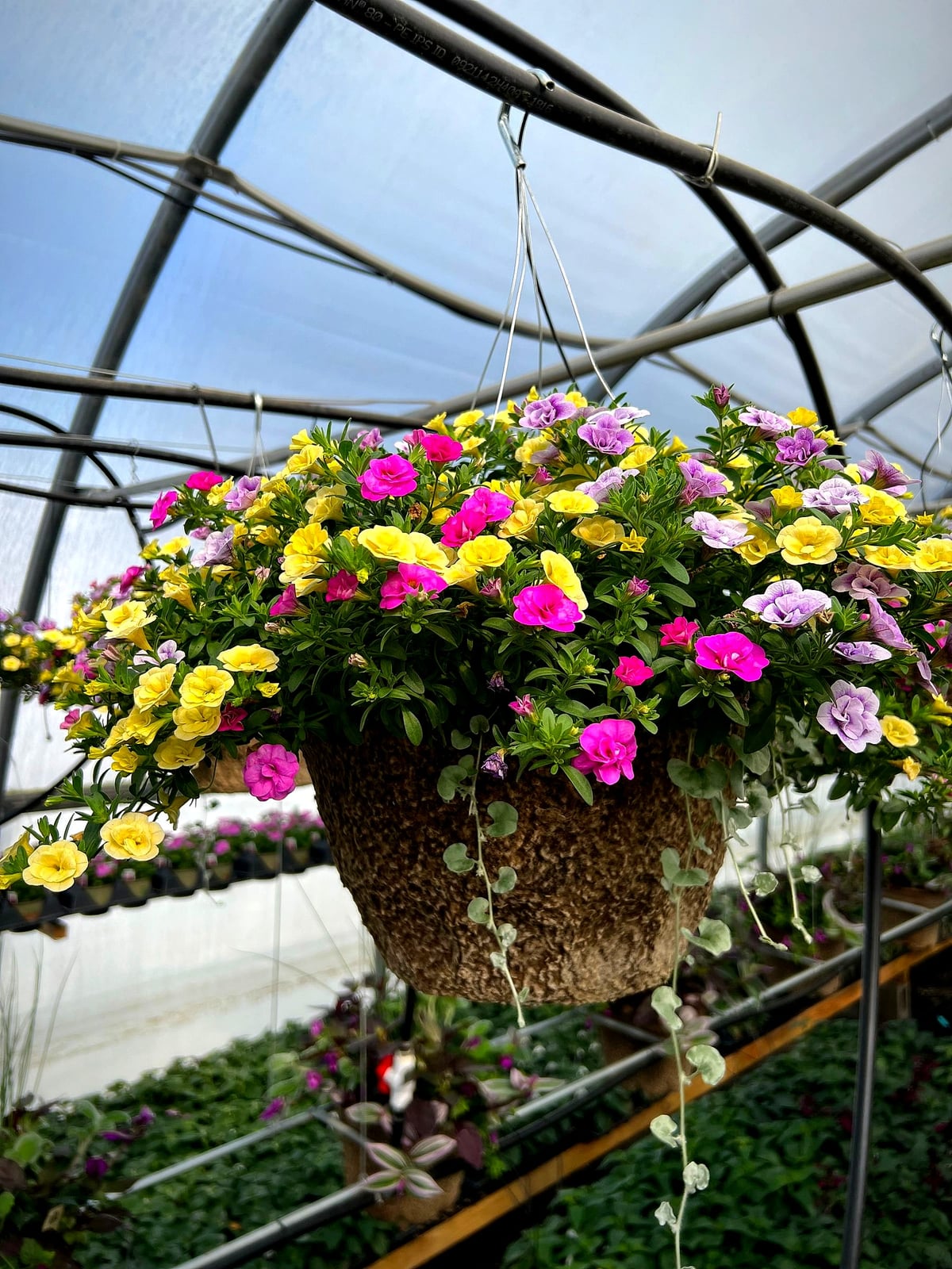 Silver dichondra trailing from a double calibrachoa hanging basket