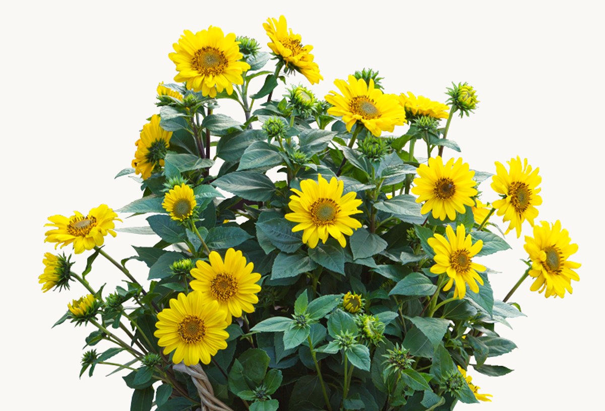 Coming Soon: Meet Helianthus SunCatcher