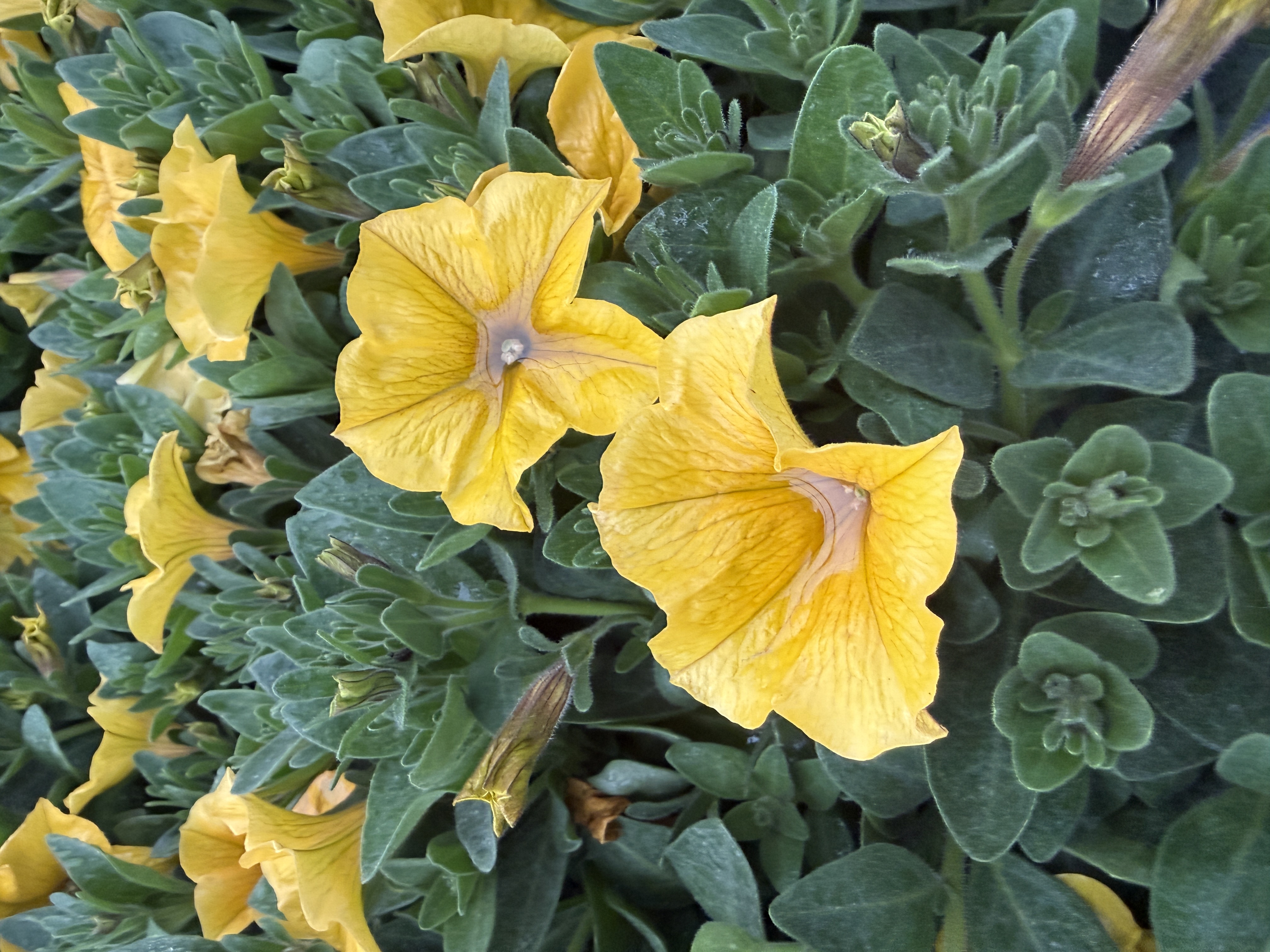How Your Water Affects Your Plants (Indiana Water, Softened Water, and Containers)