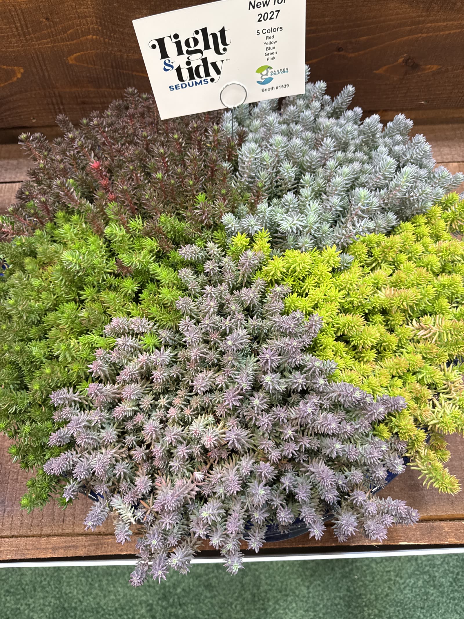 Succulents Continue to Evolve: Garden Solutions Steals the Show