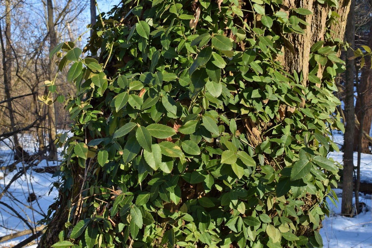 Evergreen wintercreeper vines covering a tree trunk in a snowy March woods