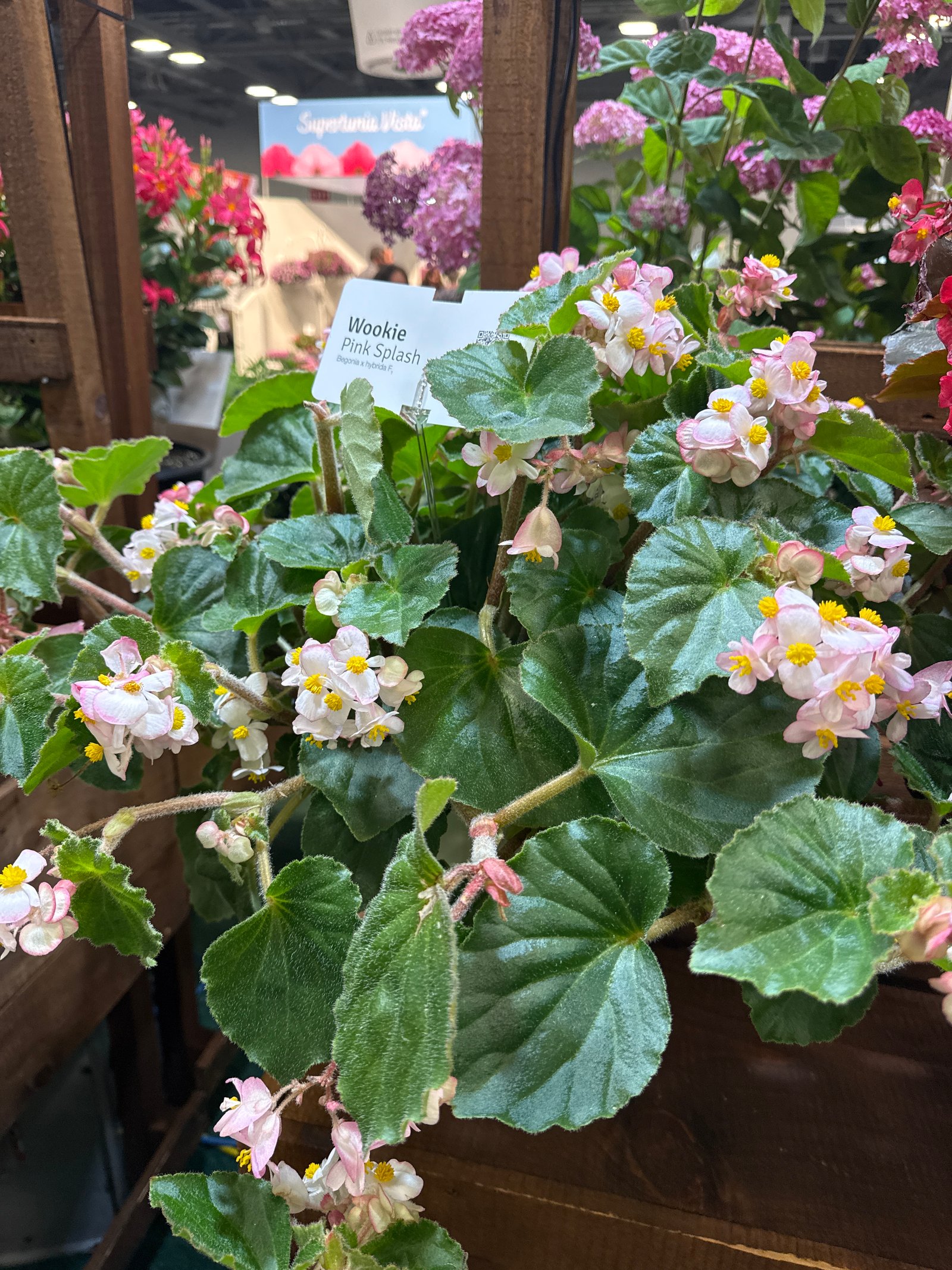 Could This Be the Beginning of a More Deer-Resistant Begonia? Meet Wookie.