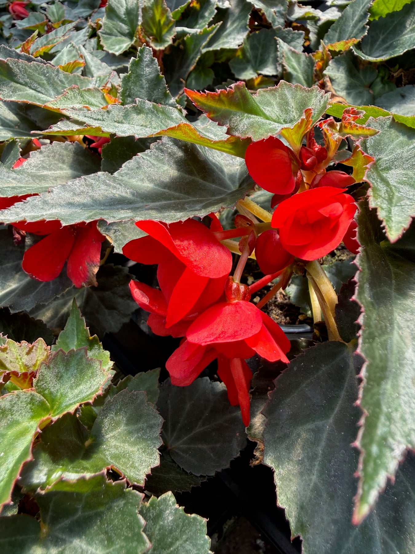 I'Conia Begonias