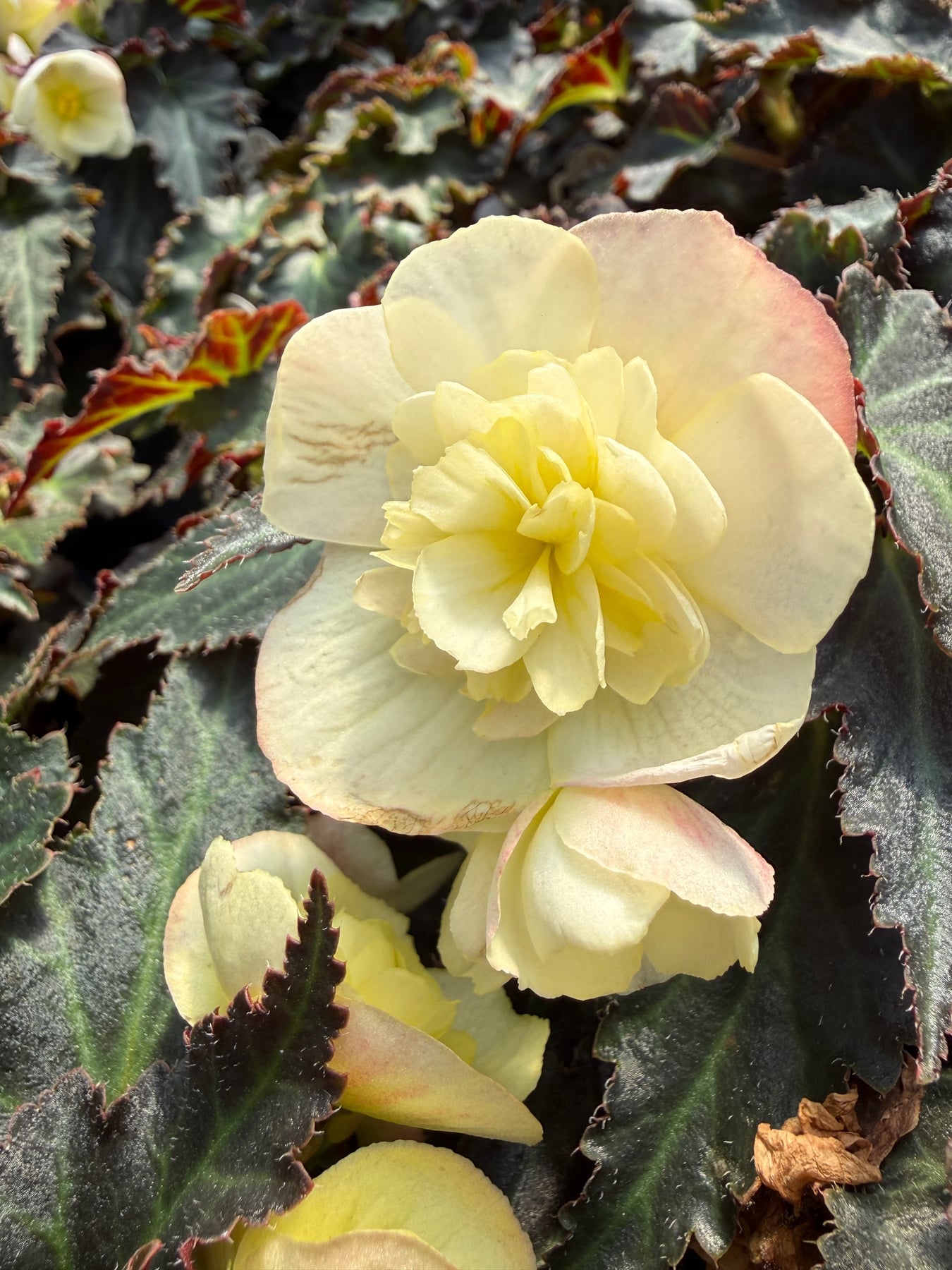 I'Conia Begonia