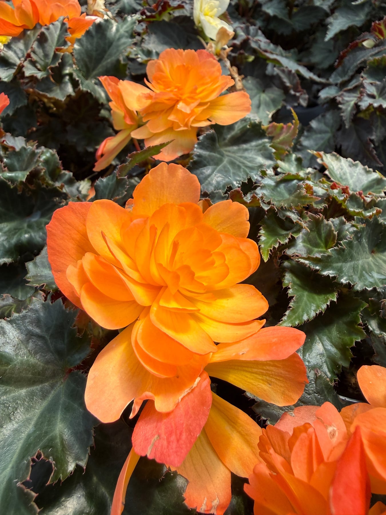 I'Conia Begonia