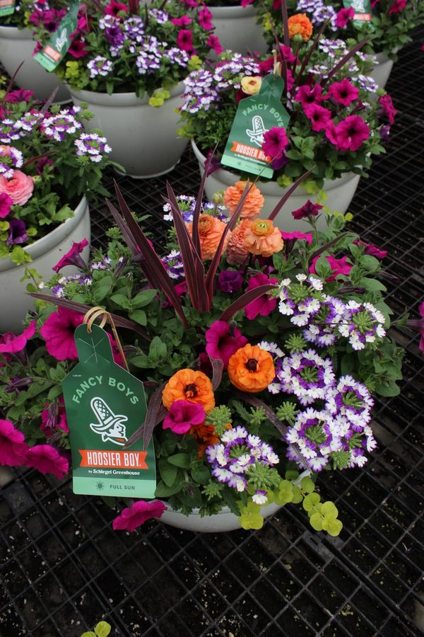 Fancy Boy planters