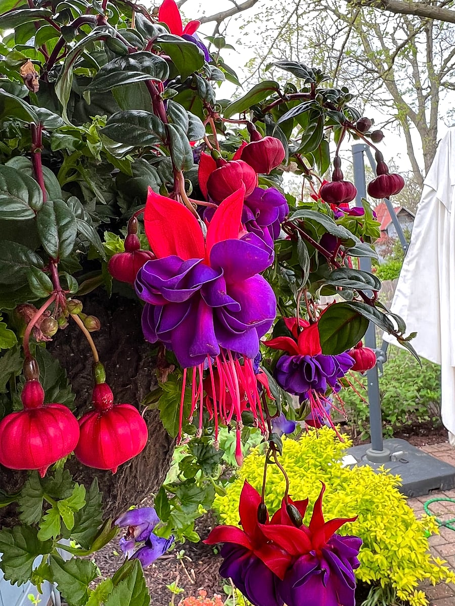 The Premium Hanging Basket 2