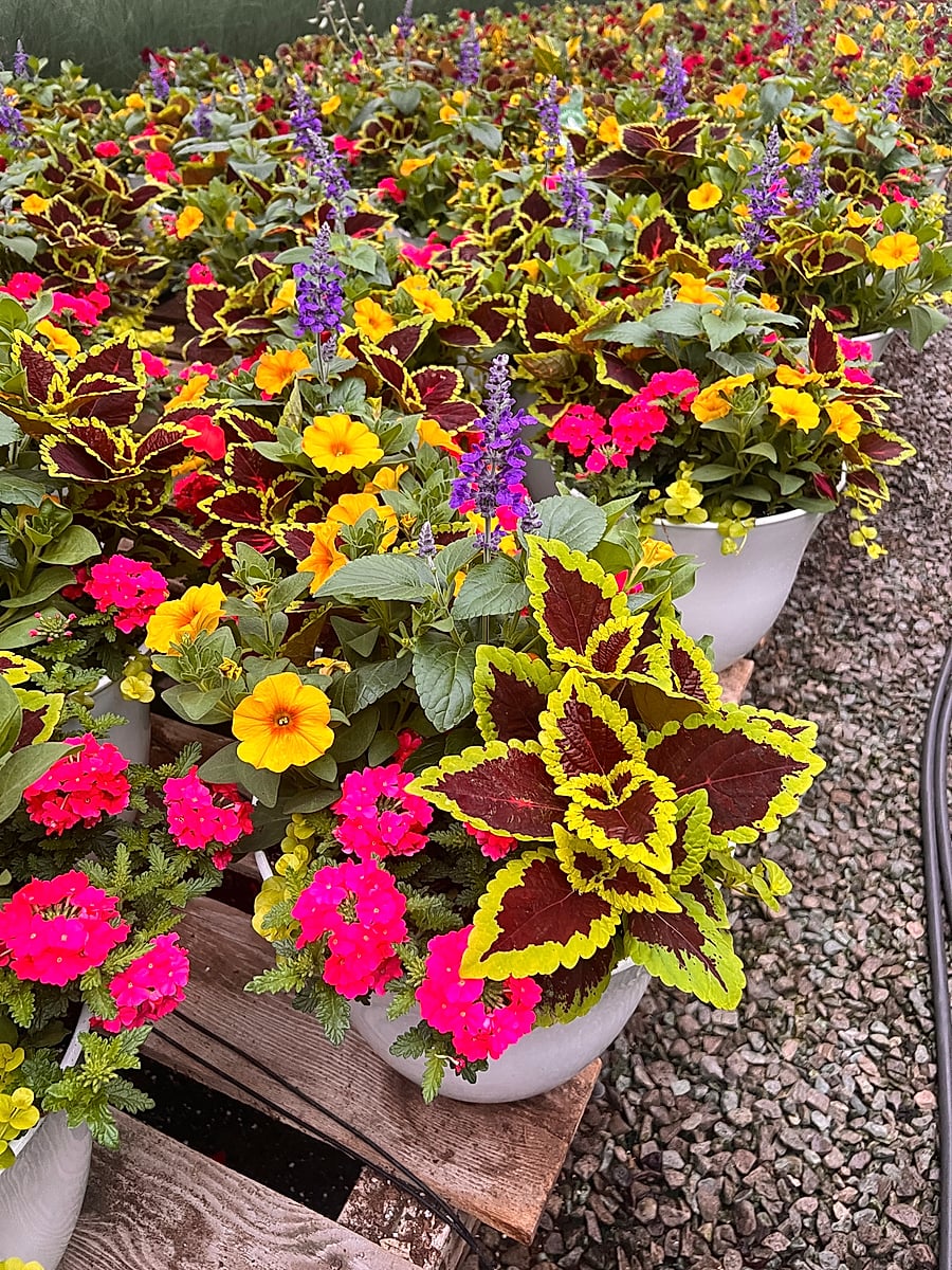 The Fancy Boy Planter 3