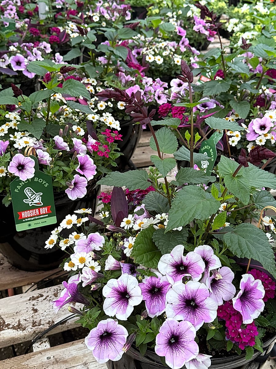 The Fancy Boy Planter 2