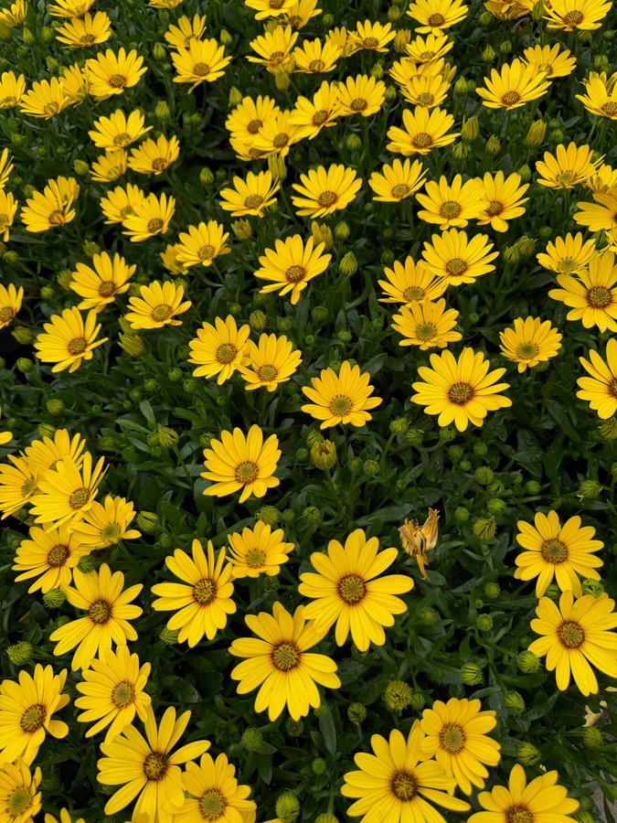Osteospermum 8