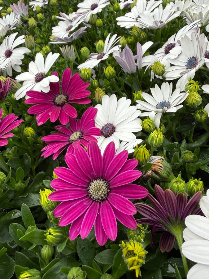 Osteospermum