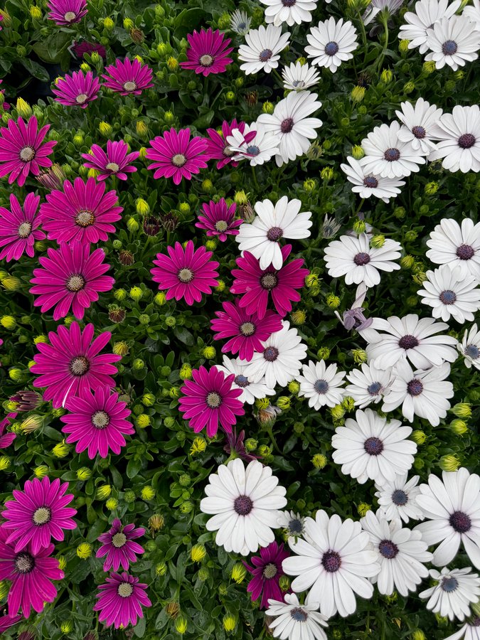 Osteospermum 9