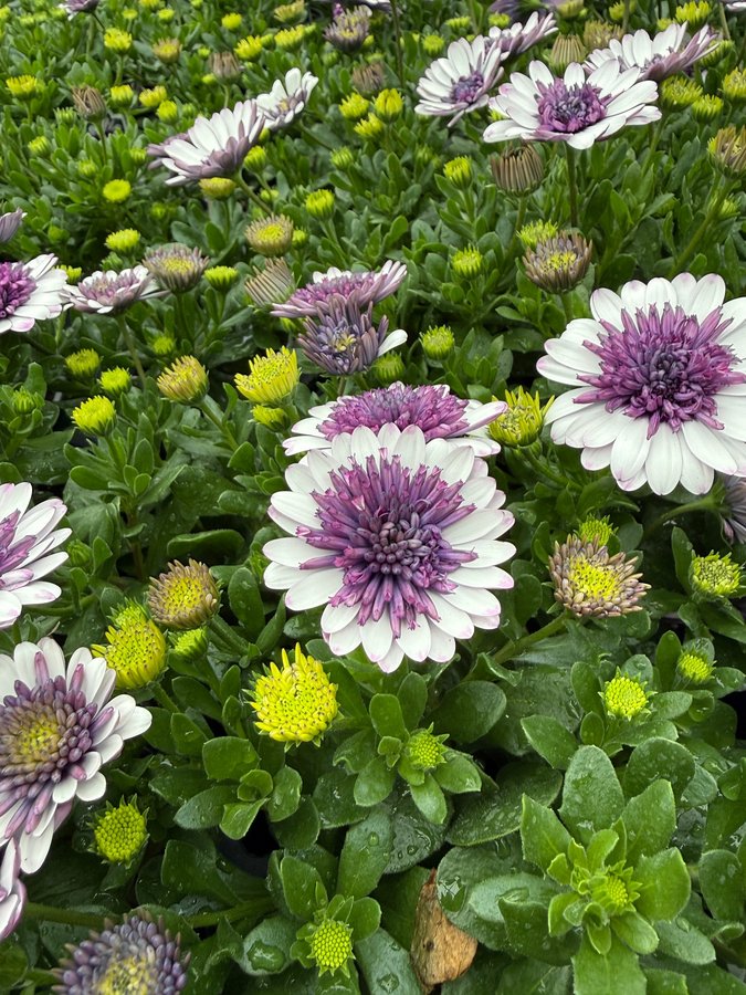 Osteospermum 6