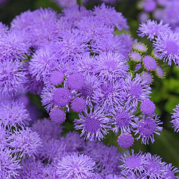 Monarch Magic Ageratum: Don't Be Afraid to Cut It Back