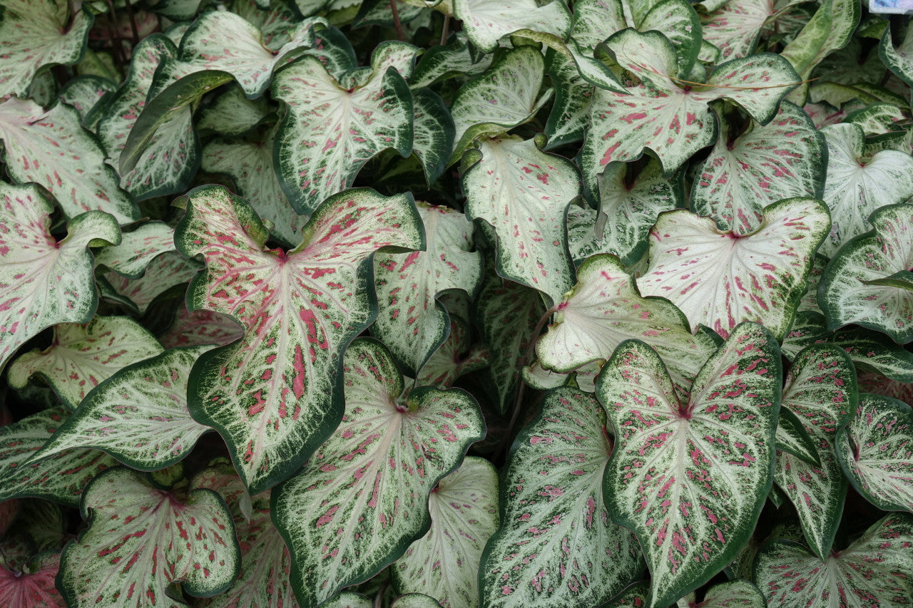 Caleb's Top Bedding Annual Picks (Shade Beds)