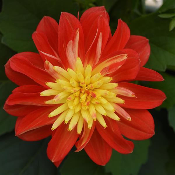 Dahlia